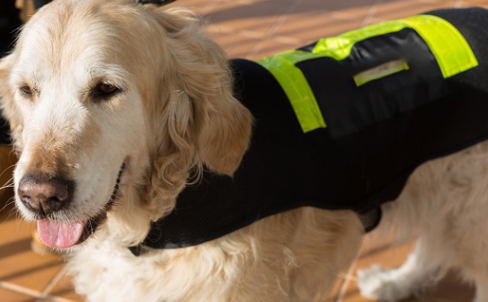 026년 서울 반려견 순찰대 모집 안내 썸네일